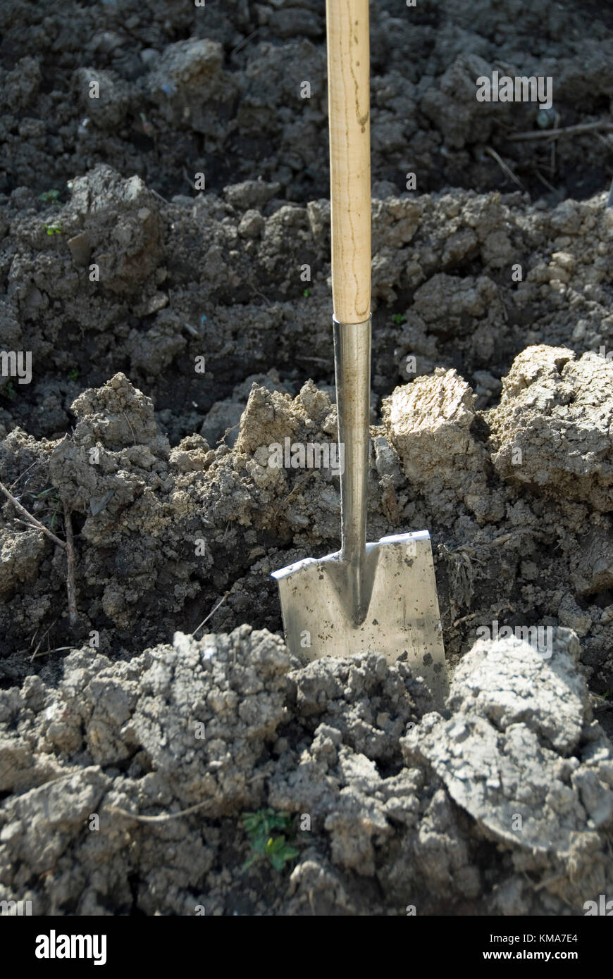 Jardinage du printemps : bêche au repos après une matinée passé tracer pour la plantation de pommes de terre Banque D'Images