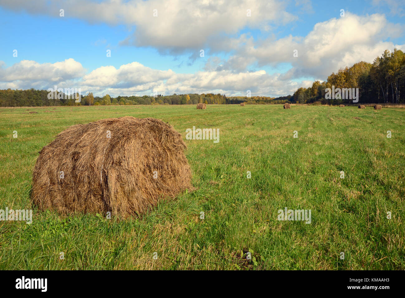 Balles de foin rondes sur un champ vert en septembre Banque D'Images