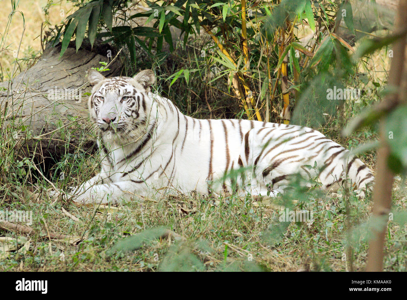 Tigre blanc au zoo de New delhi Banque D'Images
