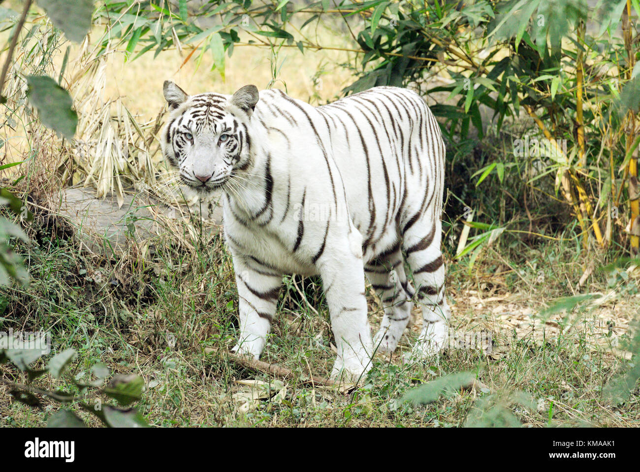 Tigre blanc au zoo de New delhi Banque D'Images