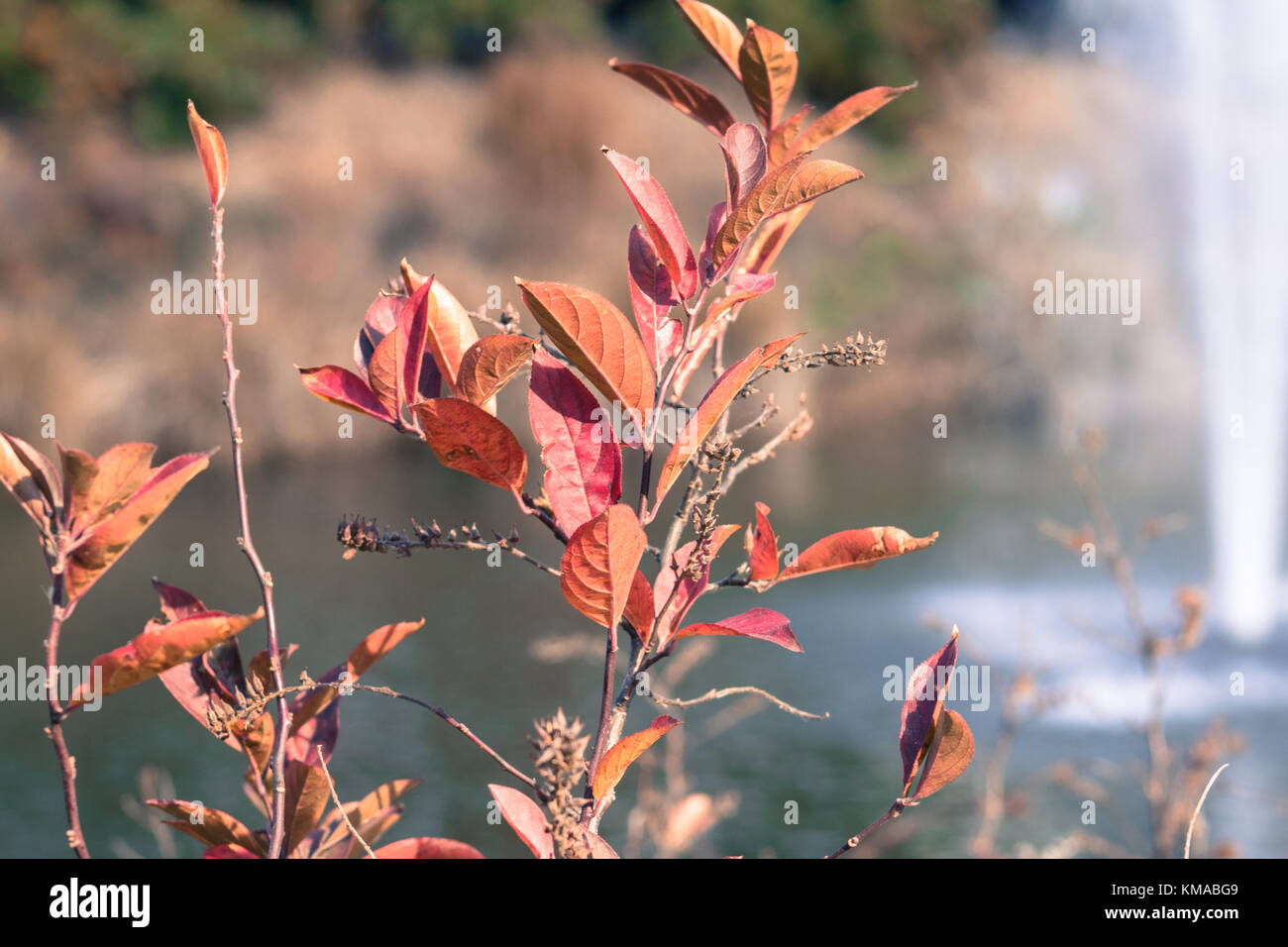 Feuilles rouges par le lac Banque D'Images