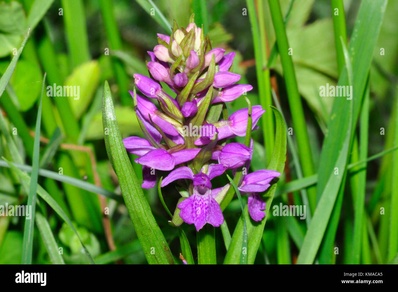 Orchidée des marais,'Dactylorhiza incarnata', prairie marécageuse, mai et juin, réserve de Catcott, Somerset, Royaume-Uni Banque D'Images