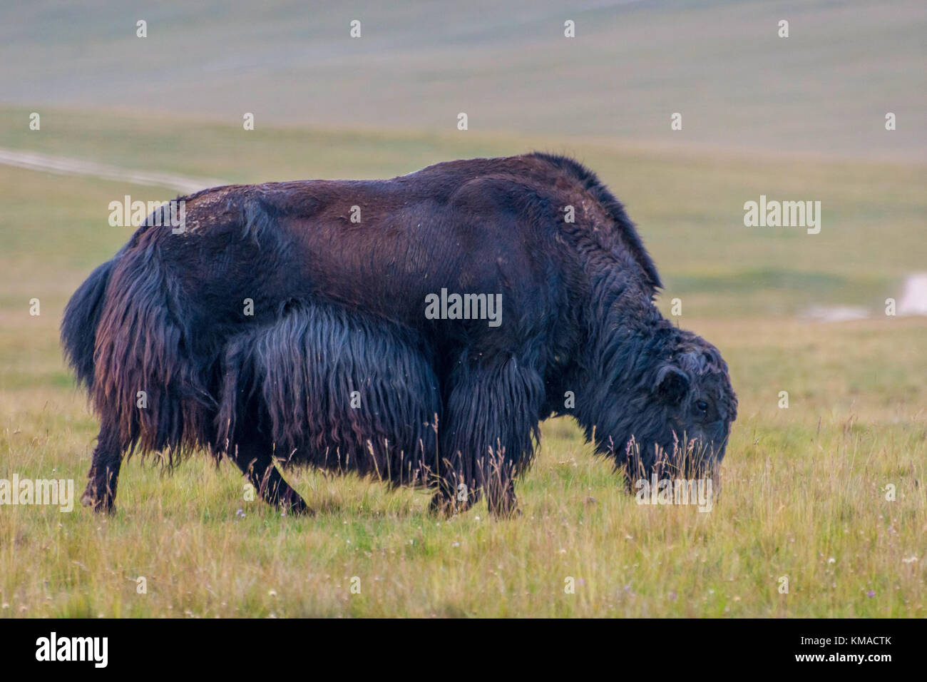 Yak mâle noir dans la verte prairie, Kirghizistan Banque D'Images