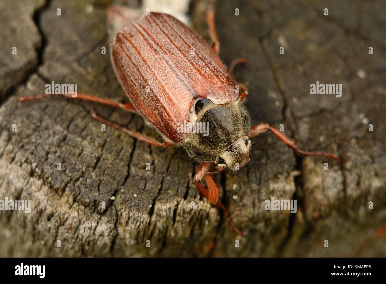 Catégorie : Adultes (melolontha beetle) Banque D'Images