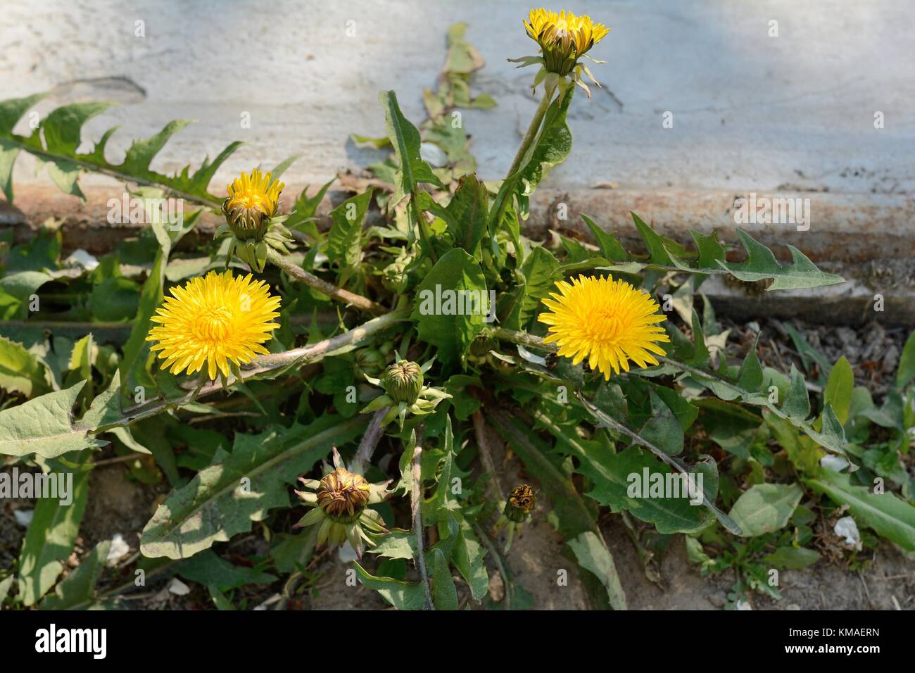 Dandeloin commun fleurs (lat.:Taraxacum officinale) Banque D'Images