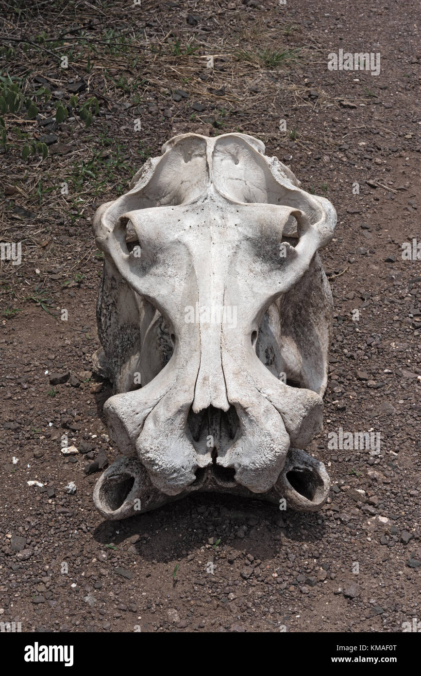 Crâne d'éléphant dans la région de parc national de Mosi-oa-Tunya, Zambie Banque D'Images