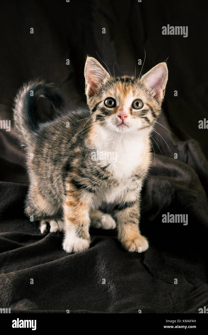 Photo Verticale De Chaton De Couleur Brun Fonce Assis Sur Une Couverture La Fourrure De Chat Est Raye De Noir Gris Et Rouge La Poitrine Et Pieds Sont Whit Photo Stock