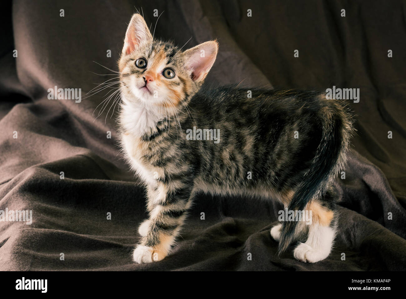 Photo Horizontale De Chaton De Couleur Brun Fonce Sur Couverture La Fourrure De Chat Est Raye De Noir Gris Et Rouge La Poitrine Et Pieds Sont W Photo Stock Alamy Photo Horizontale De Chaton De Couleur Brun Fonce Sur Couverture La Fourrure De Chat Est Raye De Noir Gris Et Rouge La Poitrine Et Pieds Sont W Photo Stock Alamy