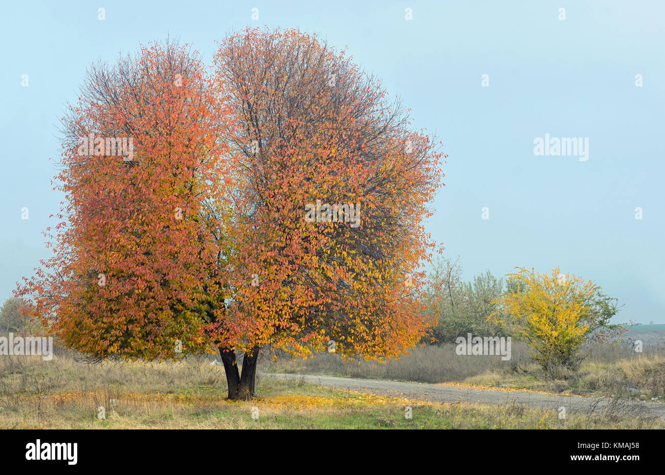 Cerisier d'automne solitaire Banque D'Images