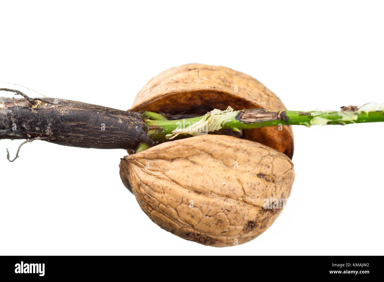 Détail de la noyer de germination - macro Banque D'Images