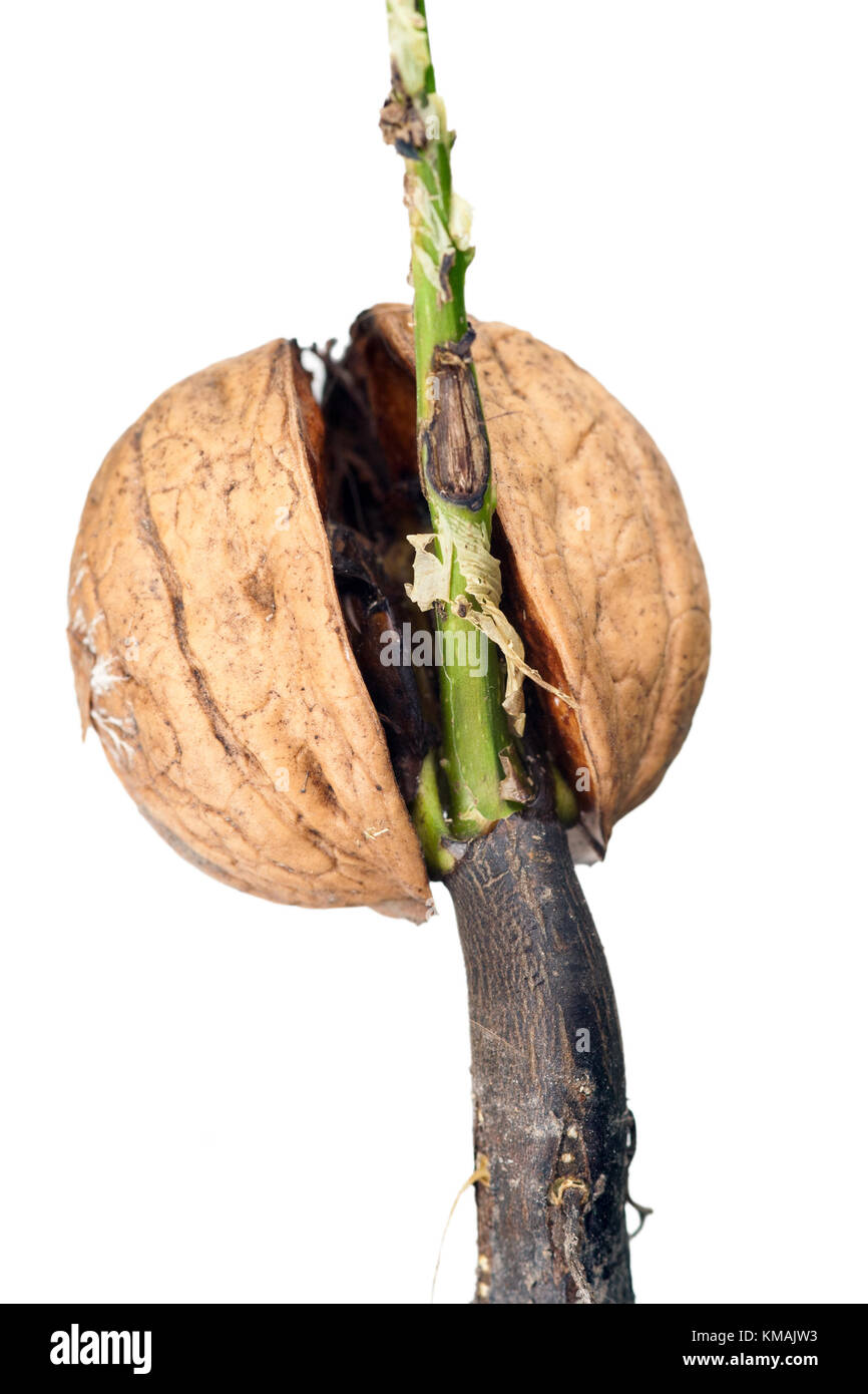 Détail de la noyer de germination - macro Banque D'Images