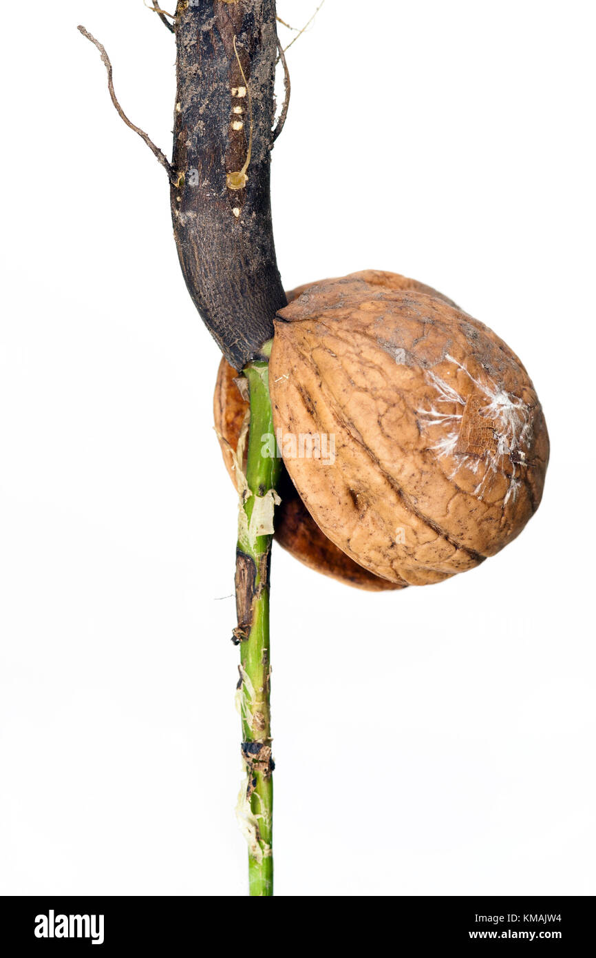 Détail de la noyer de germination - macro Banque D'Images