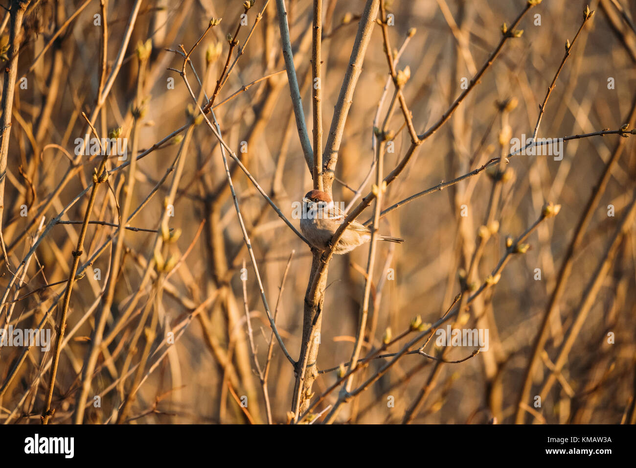Le Bélarus, l'Europe de l'Est. mâle nichée house sparrow Passer domesticus assis sur bush en direction de la soirée de printemps ensoleillée en europe de l'Est. Banque D'Images