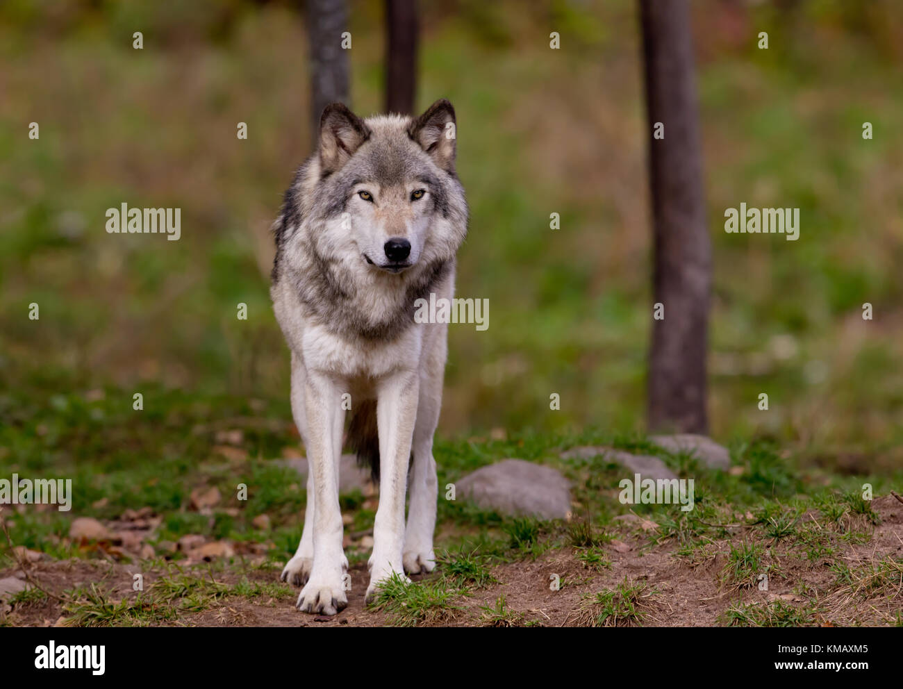 Le loup ou loup gris (Canis lupus) debout sur une falaise rocheuse sur une journée pluvieuse d'automne au Canada Banque D'Images