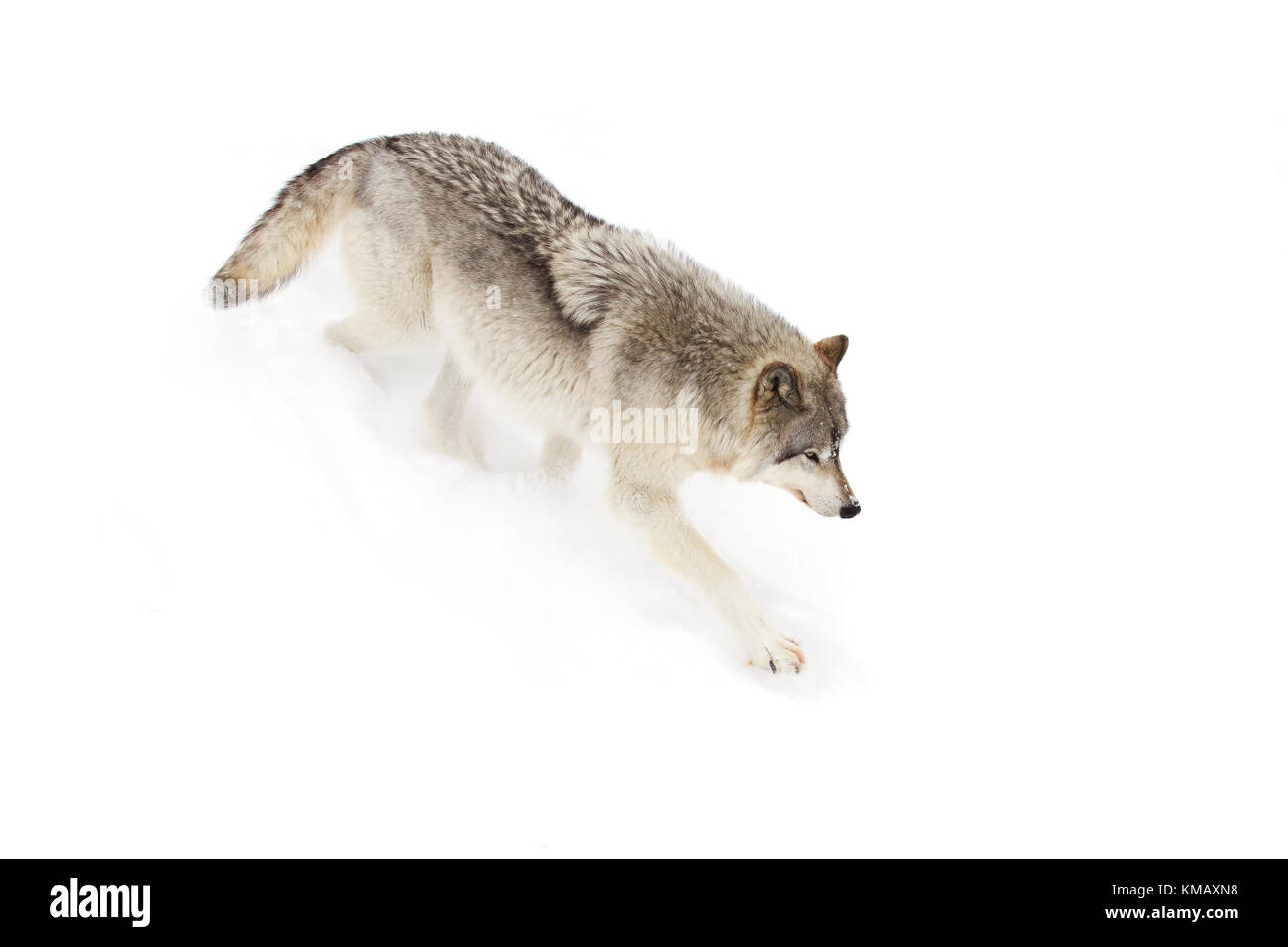 Le loup ou loup gris (Canis lupus) debout dans la neige de l'hiver au Canada Banque D'Images