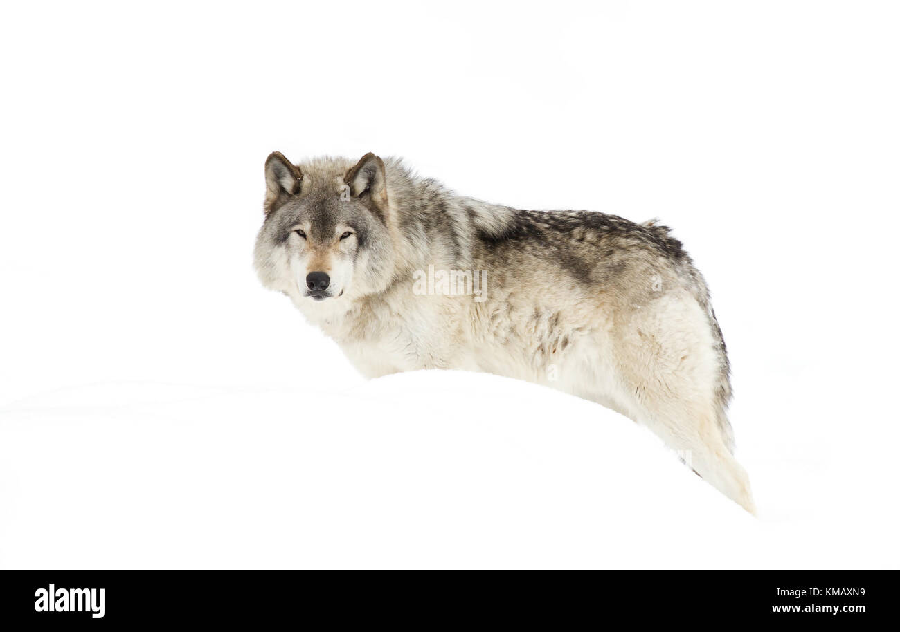 Le loup ou Loup gris (Canis lupus) dans la neige de l'hiver au Canada Banque D'Images