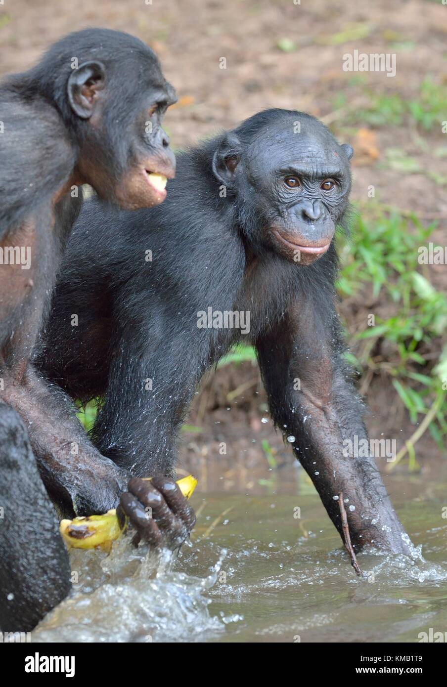 Le bonobo (pan paniscus), anciennement appelé le chimpanzé pygmée et moins souvent, le chimpanzé nain ou gracile. République démocratique du Congo l'Afrique. Banque D'Images