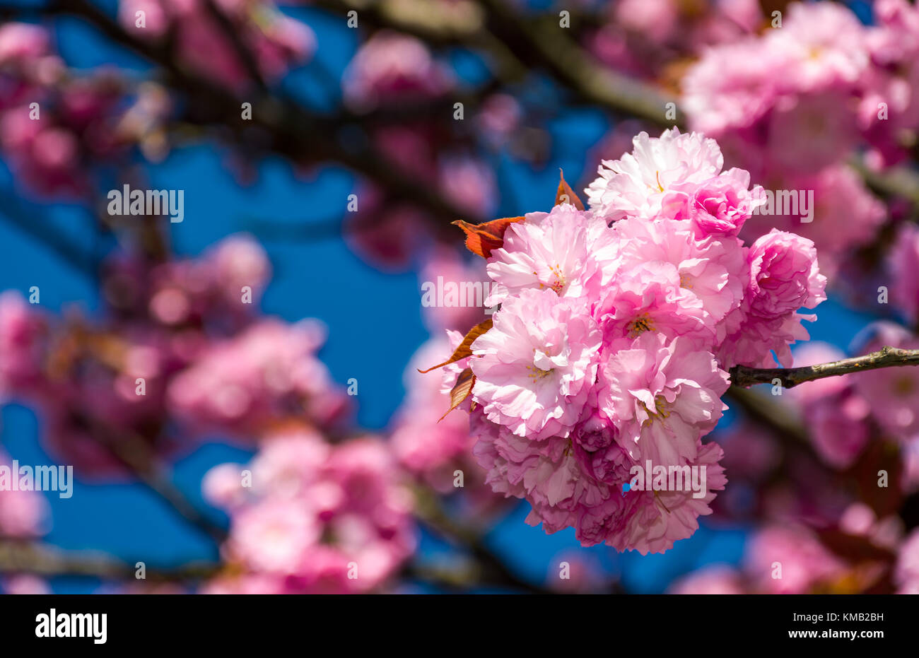 Belle rose avec fond printemps fleurs sakura libre sur une branche sur l'arrière-plan flou de jardin en fleurs au printemps Banque D'Images