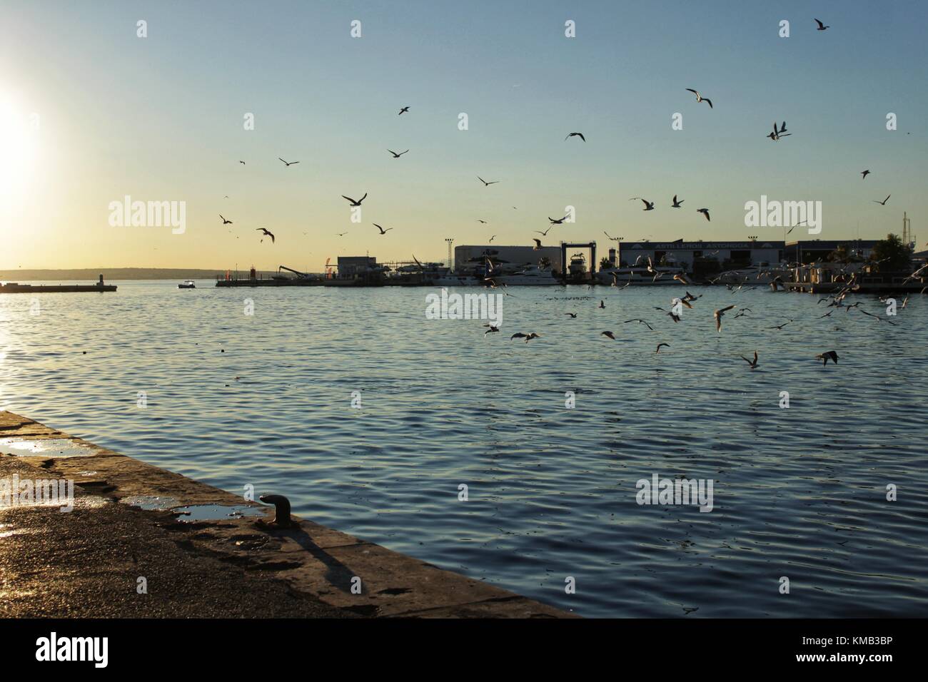 Les mouettes dans le port de Santa Pola, alicante. L'Espagne. Banque D'Images