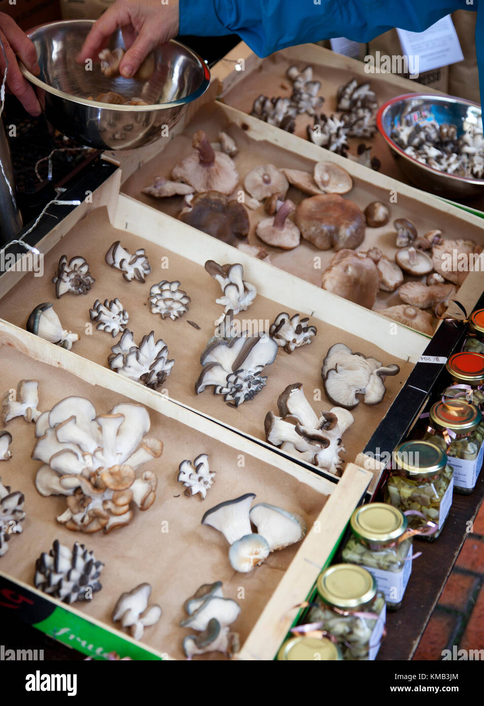 Plateaux de champignons huîtres cultivés de manière durable sur un étal de marché au marché primé de Stroud Farmers Market dans les Cotswolds, Gloucestershire, Royaume-Uni Banque D'Images