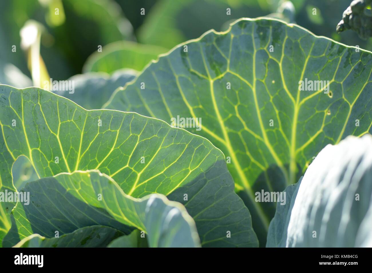 Choux (lat. : Brassica oleracea) laisse Banque D'Images