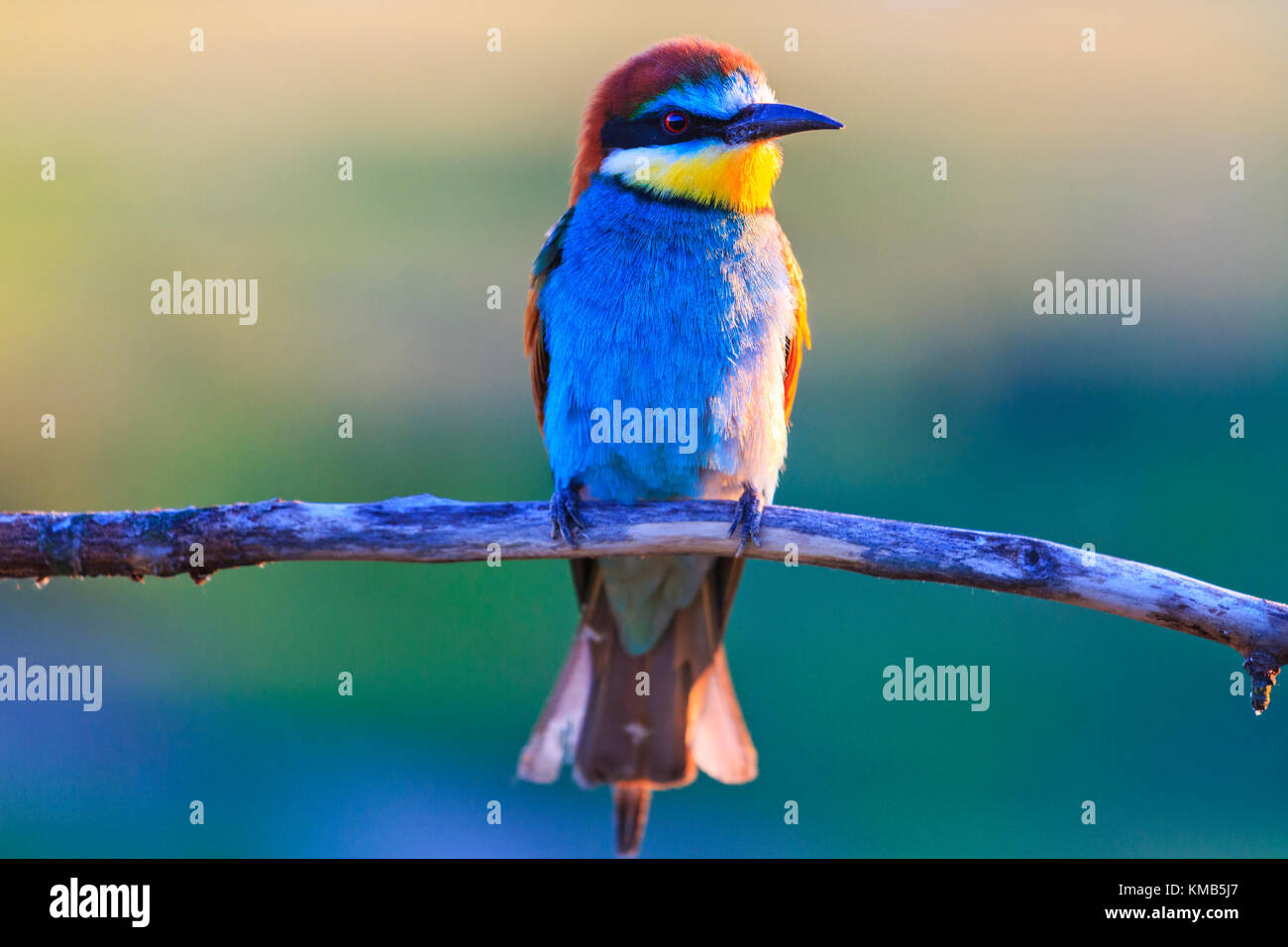 Belle oiseau posé sur une branche sèche , oiseaux inhabituels, cadres uniques Banque D'Images