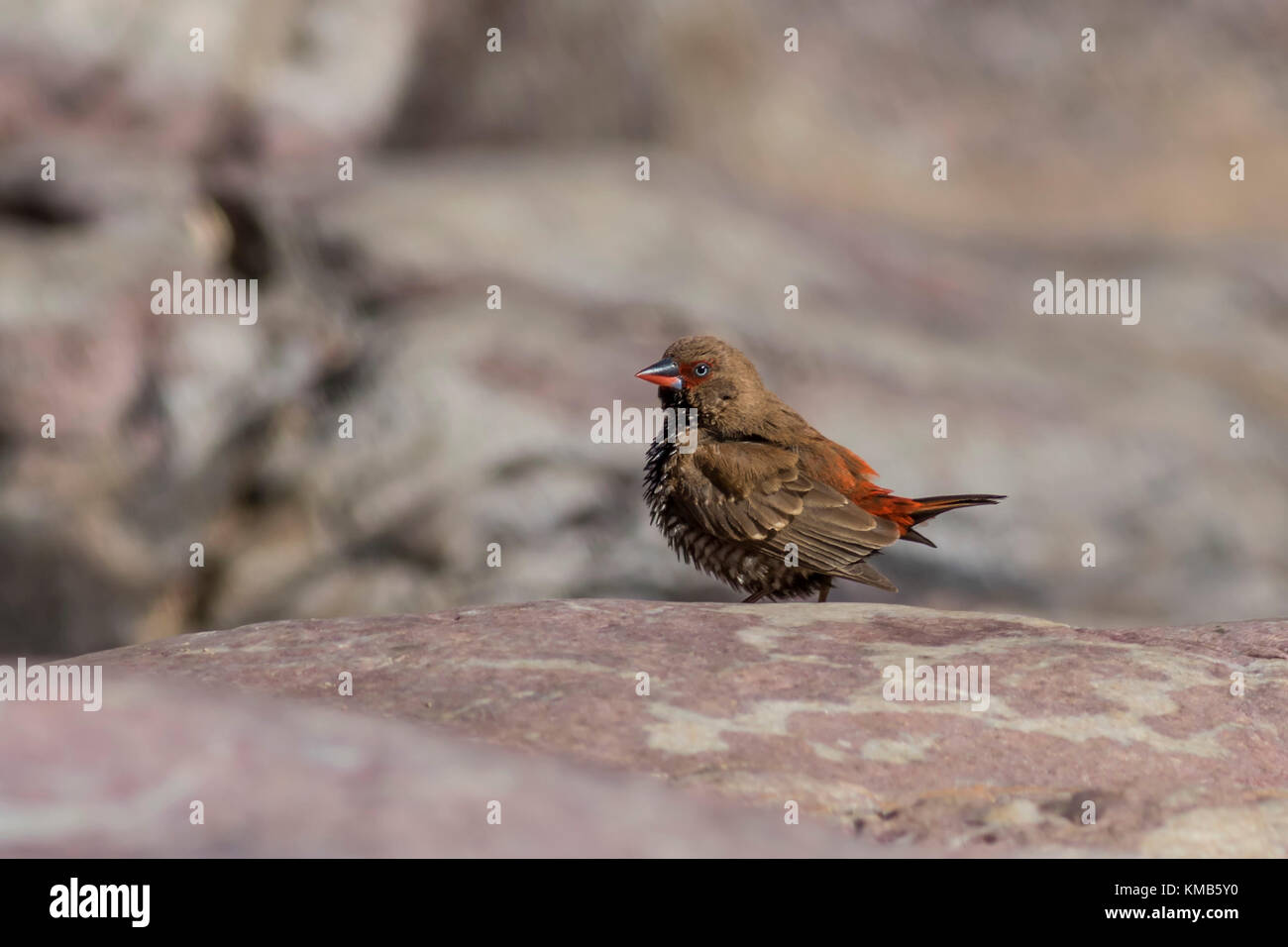 Finch (peint emblema pictum) à Ormiston Gorge, territoire du Nord, Australie Banque D'Images