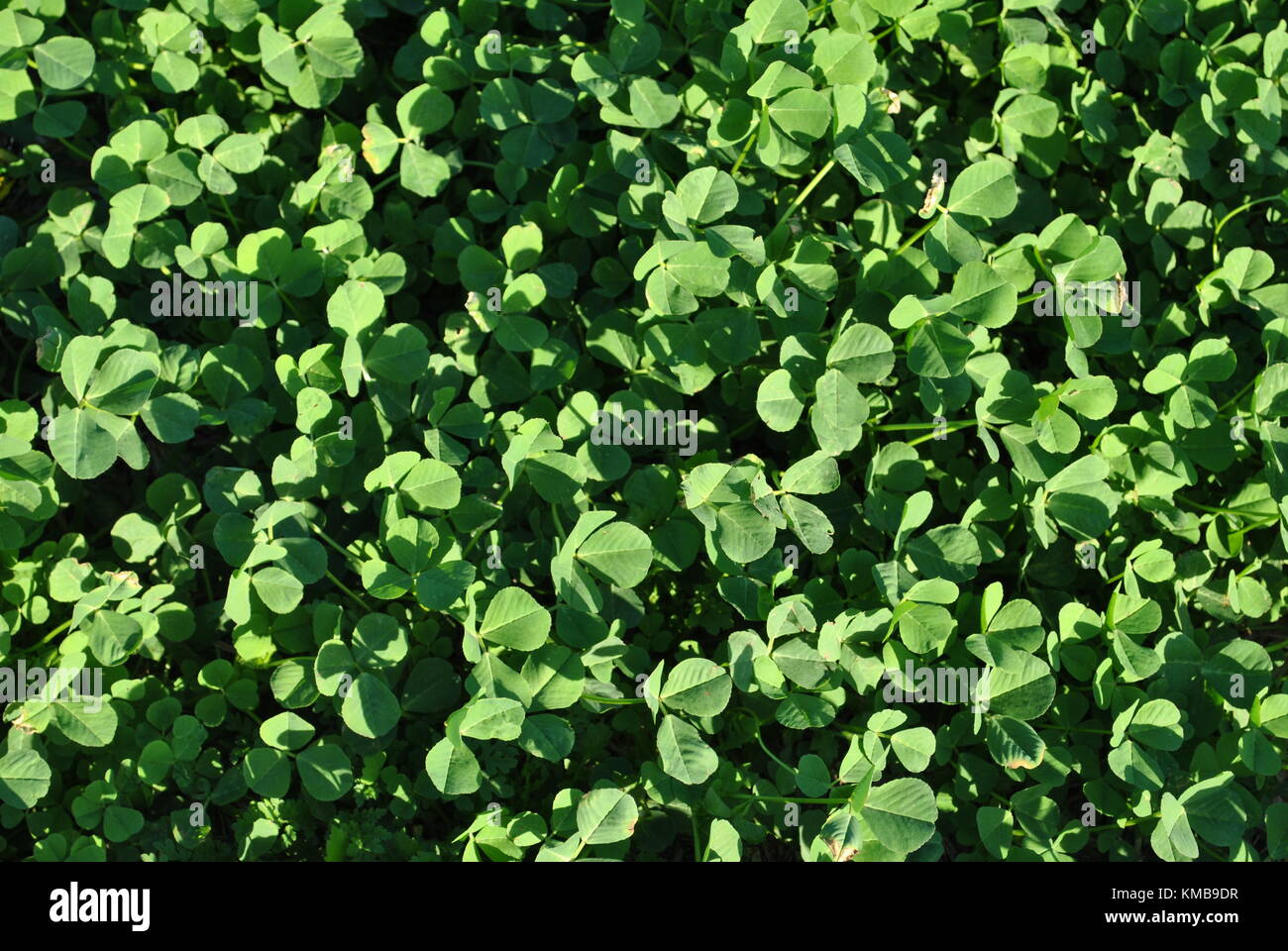 plantes Banque D'Images