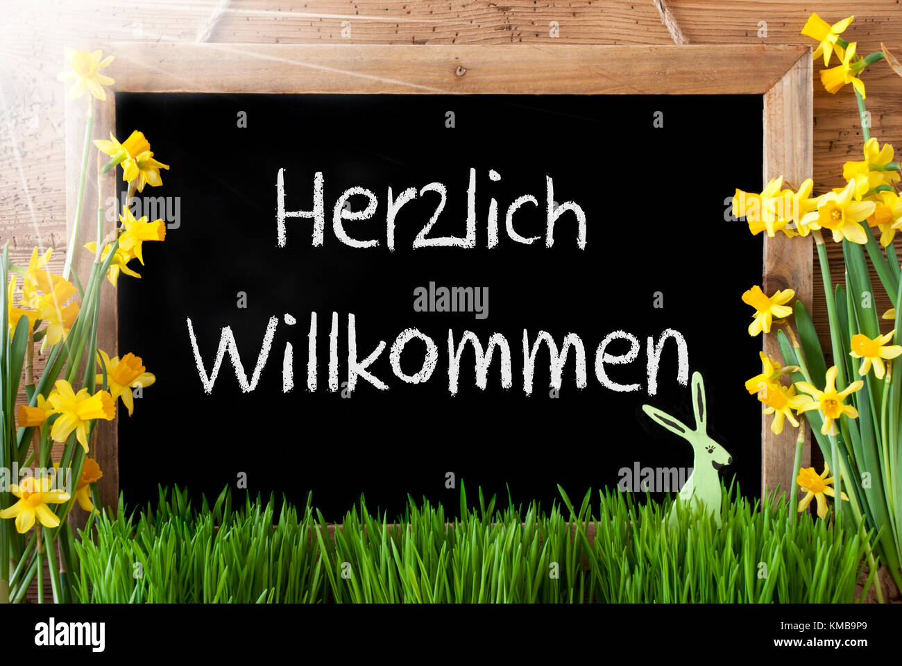 Sunny narcisse, lapin de Pâques, tableau, herzlich willkommen signifie bienvenue Banque D'Images