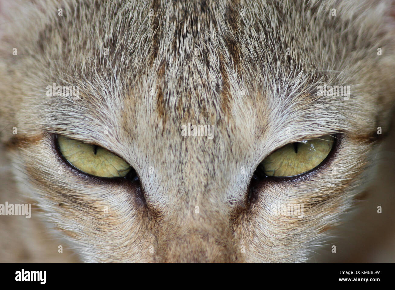 Close up d'un chat à l'expression de colère Banque D'Images