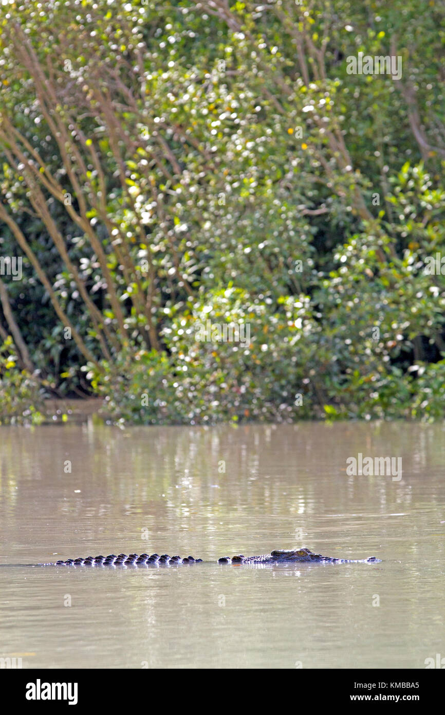 Les eaux estuariennes (eau salée) rocodile dans la Hunter River dans le Kimberley Banque D'Images