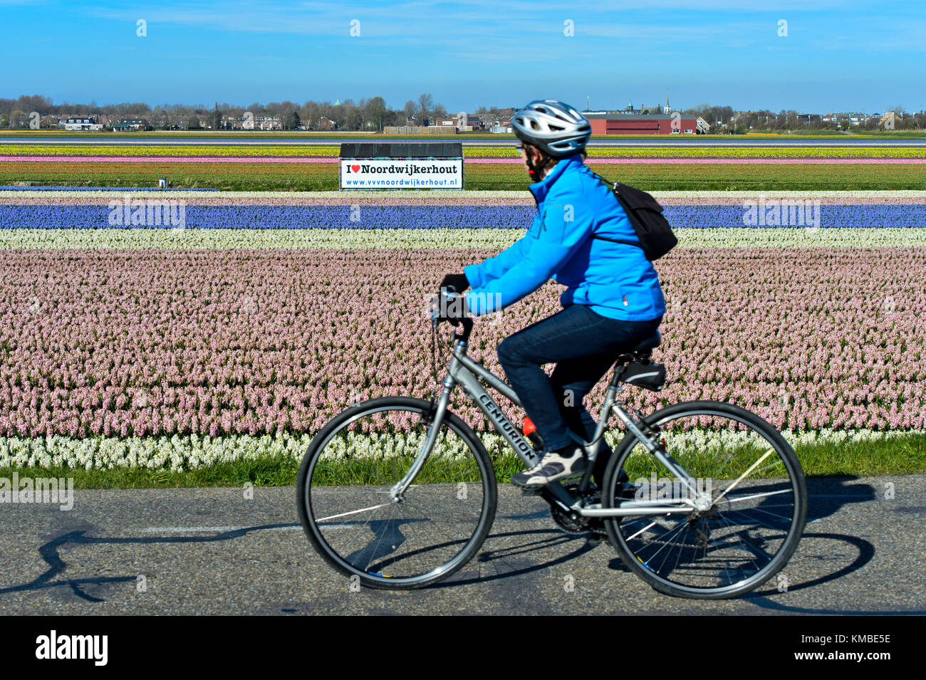 Biker en passant par un champ de jacinthes en fleurs et une affiche avec les mots j'aime noordwijkerhout, Noordwijkerhout, Pays-Bas Banque D'Images