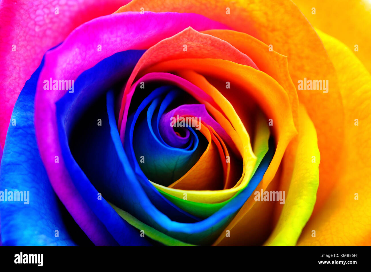 Couleurs : rose pétales de couleur arc-en-ciel avec des fleurs Banque D'Images
