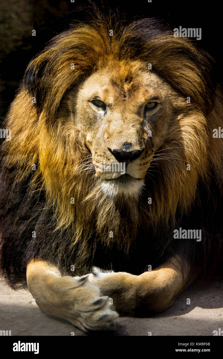 Lion Portrait Vertical Banque D'Images