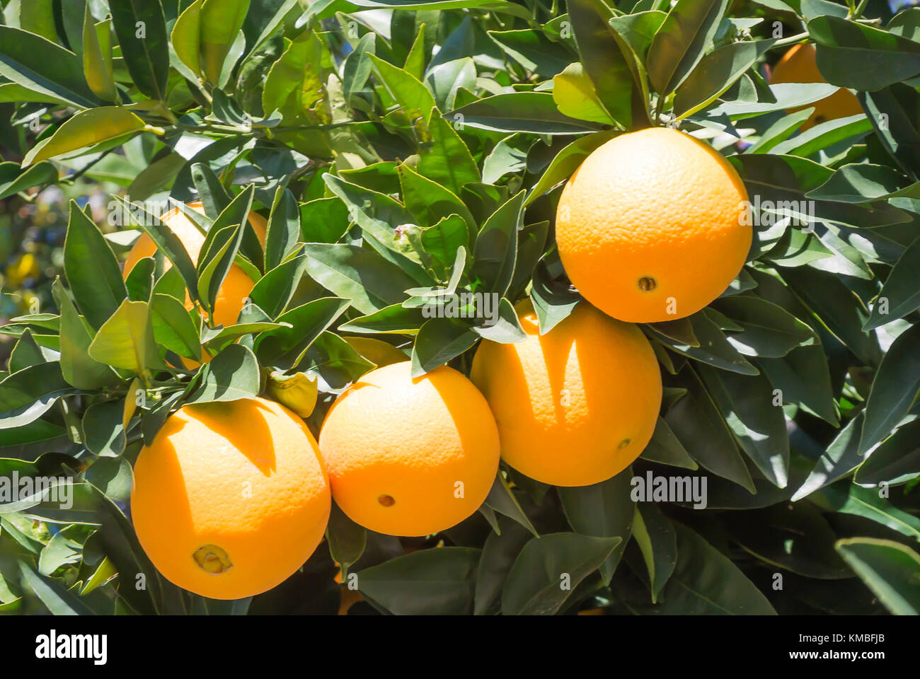 Les oranges Growing on Tree Banque D'Images