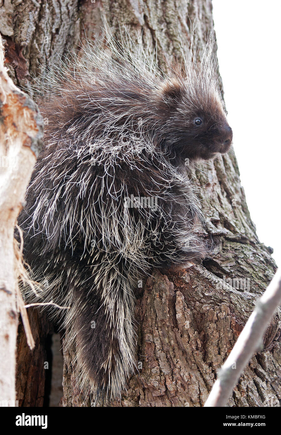 Porcupine Tree à bébé au Canada Banque D'Images