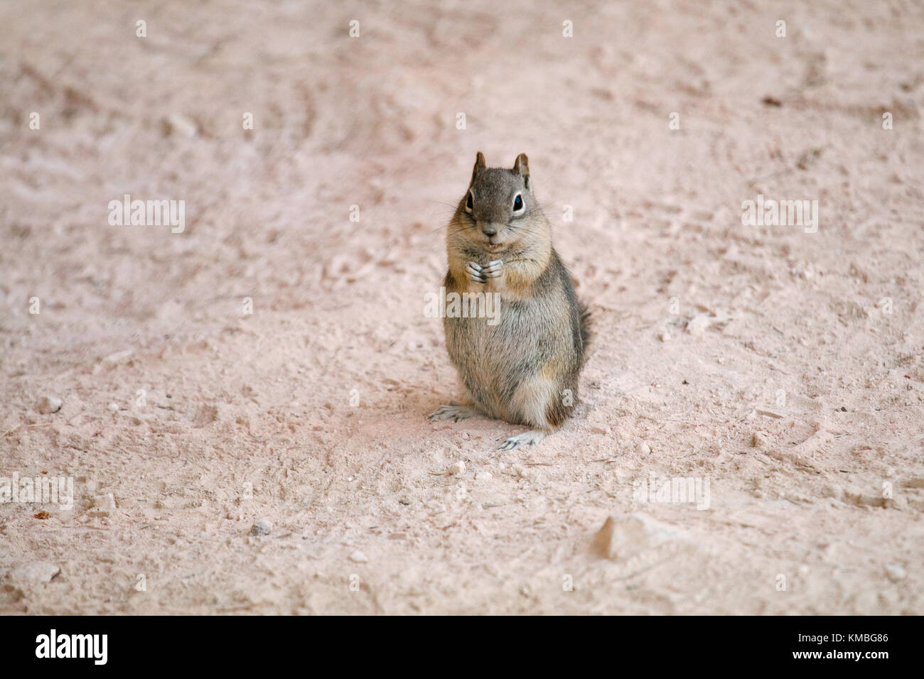 Le Grand Canyon Cliff Chipmunk demande de nourriture Banque D'Images