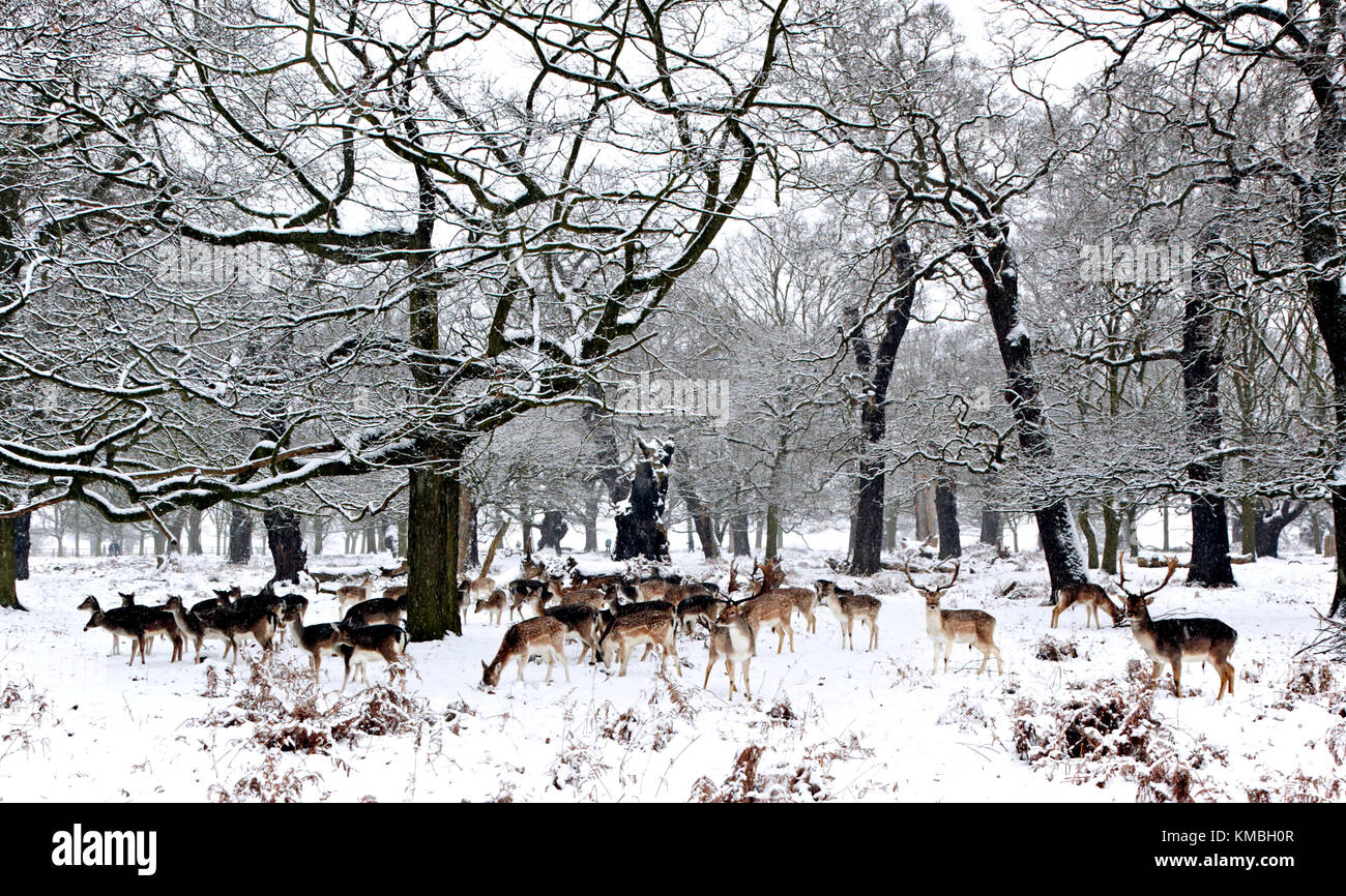 Neige de l'hiver dans la région de Richmond Park avec les cerfs sauvages Londres Banque D'Images