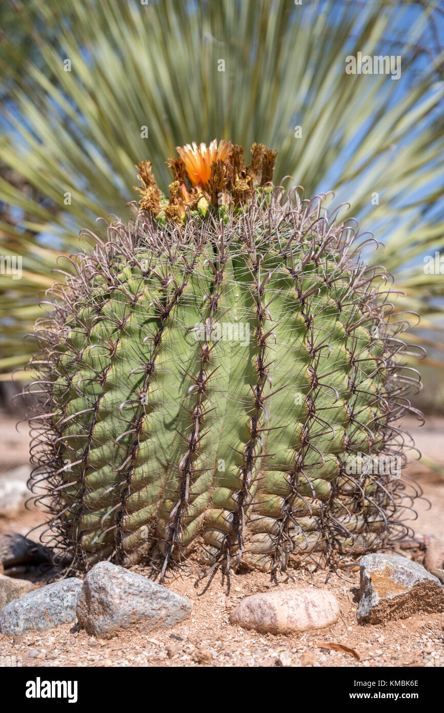 Fishhook Barrel Cactus Ferocactus wislizeni () avec fleur, Tucson, Arizona, USA Banque D'Images