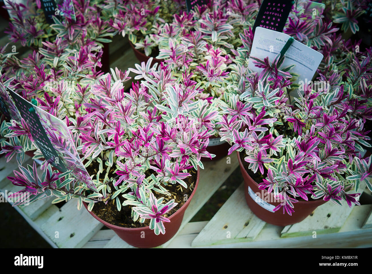Heartbreaker hebe colorés réputée pour sa fine feuillage d'hiver. Les plantes en pots disponibles pour l'auto-sélection dans un centre de jardinage au Royaume-Uni Banque D'Images