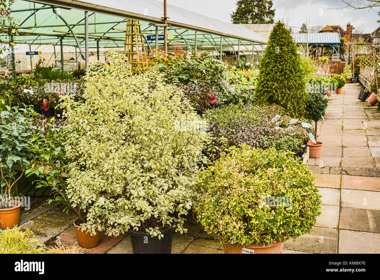 Spécimen d'arbres ornementaux en vente au centre d'un jardin anglais y compris Pittosporum tenuifolium reine d'argent Banque D'Images