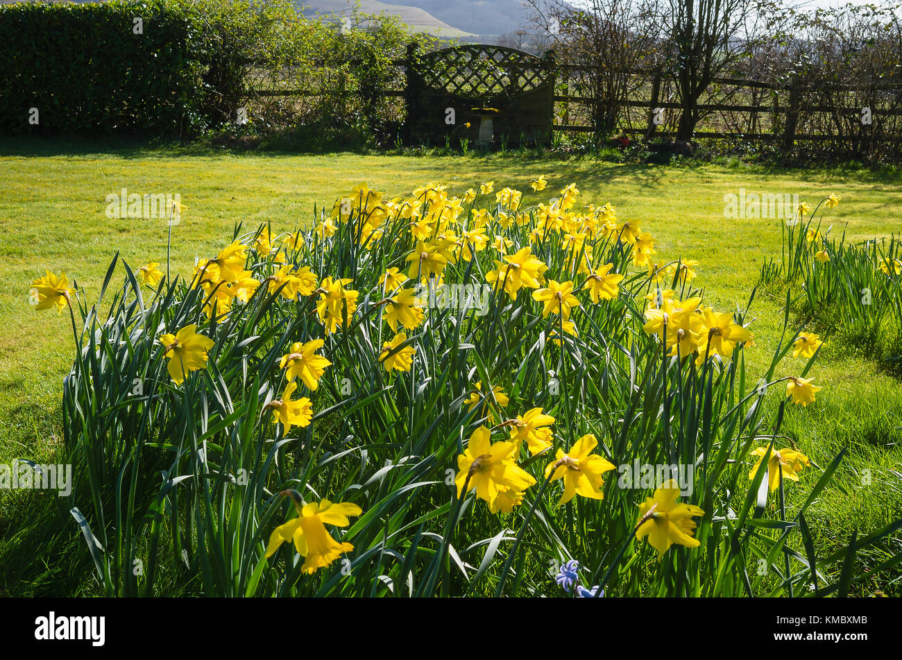 Jonquilles naturalisées apportent une pelouse en vie dans un milieu rural jardin anglais dans le Wiltshire England UK Banque D'Images