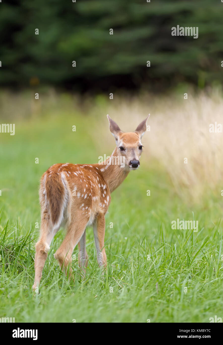 Le cerf de virginie faon dans un pré au Canada Banque D'Images