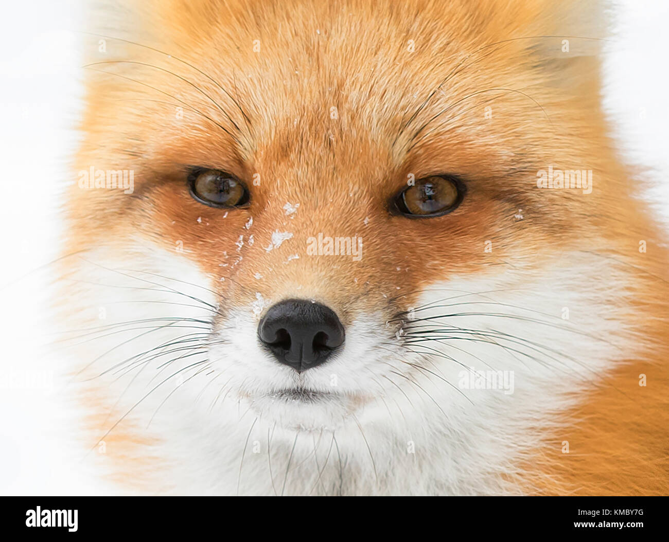 Portrait du renard roux dans la neige d'hiver dans le parc Algonquin, Canada Banque D'Images