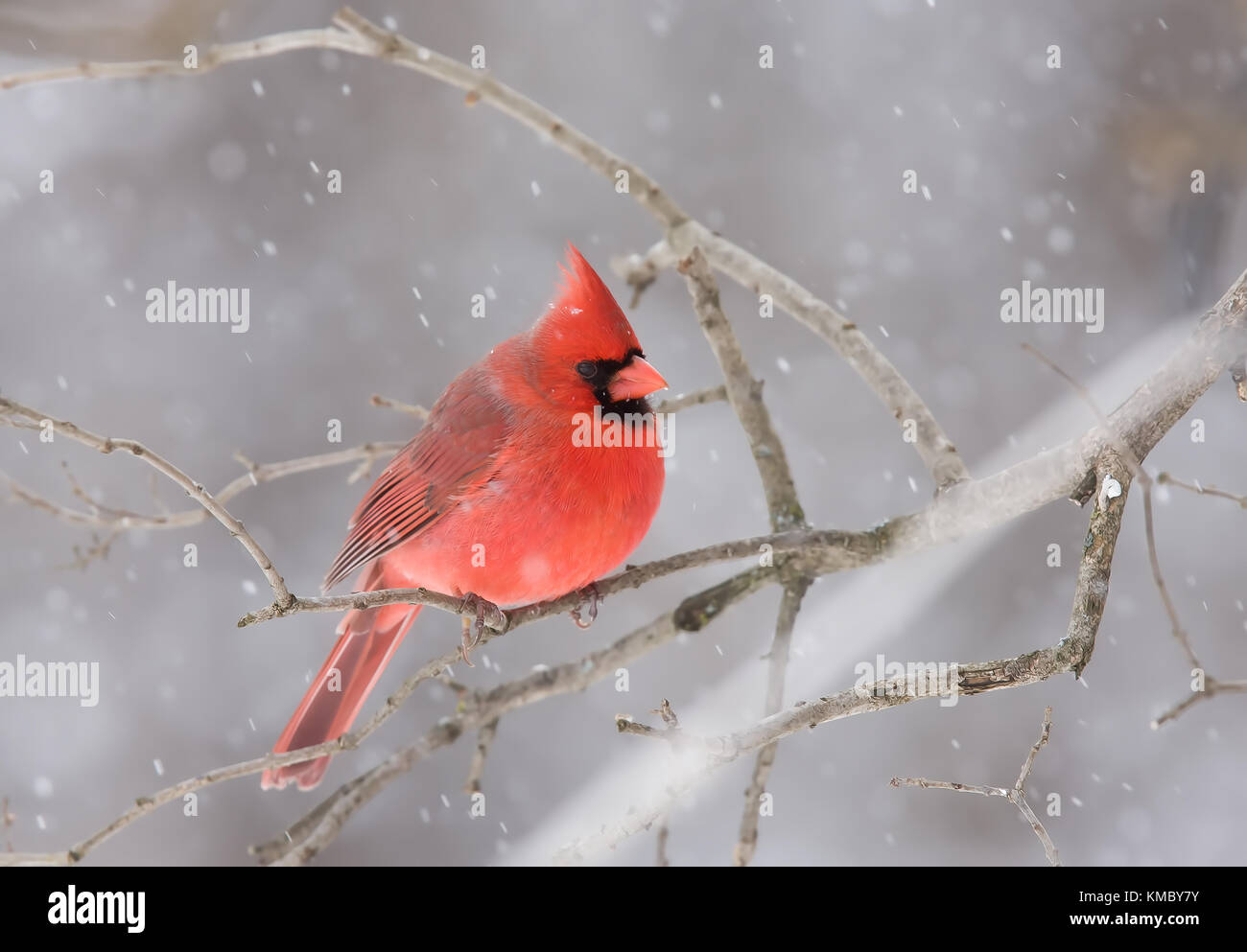 Cardinal rouge - Cardinalis cardinalis perché sur une branche dans la neige en hiver Banque D'Images