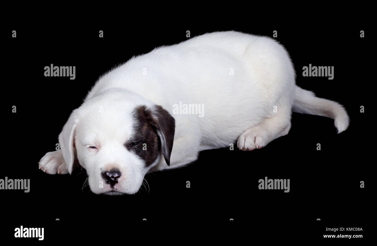 Et du Labrador chiot bouledogue mix dormir sur un fond noir Banque D'Images