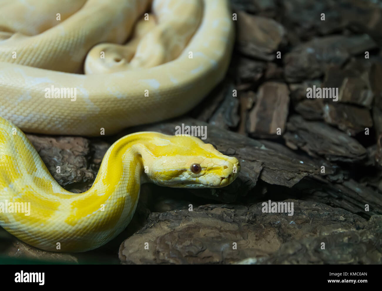 Albino Reticulated Python Banque d'image et photos - Alamy