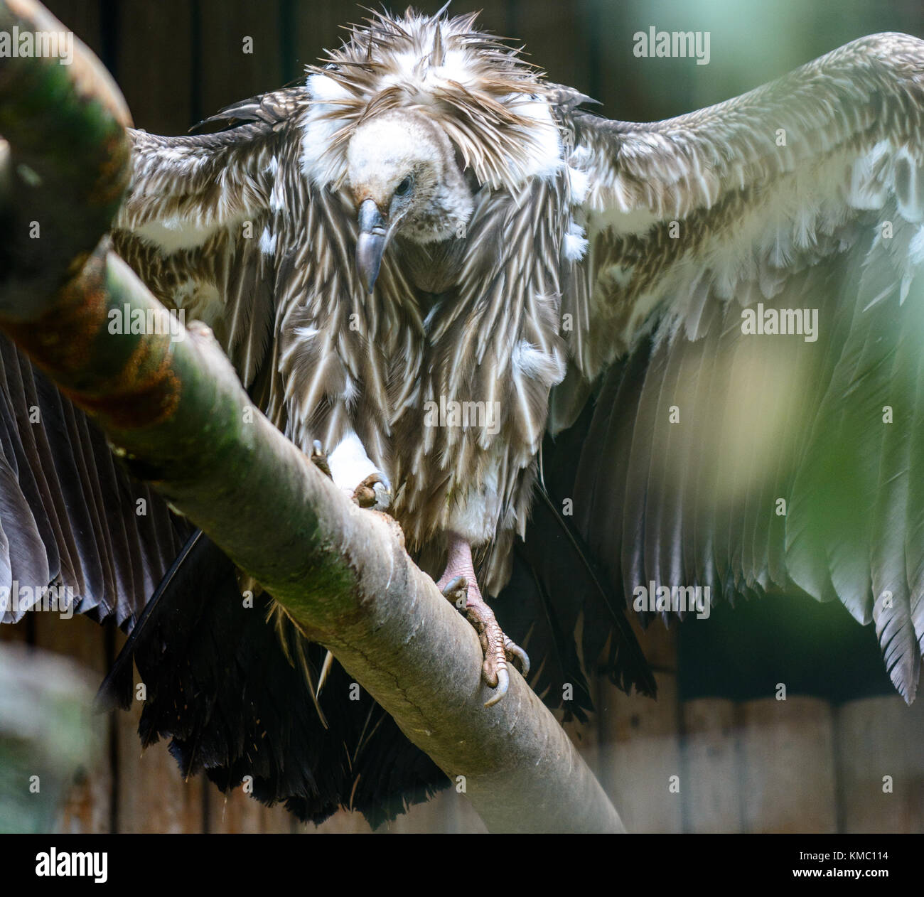 Vautour de l'Himalaya Himalaya ou vautour fauve (Gyps himalayensis) Banque D'Images