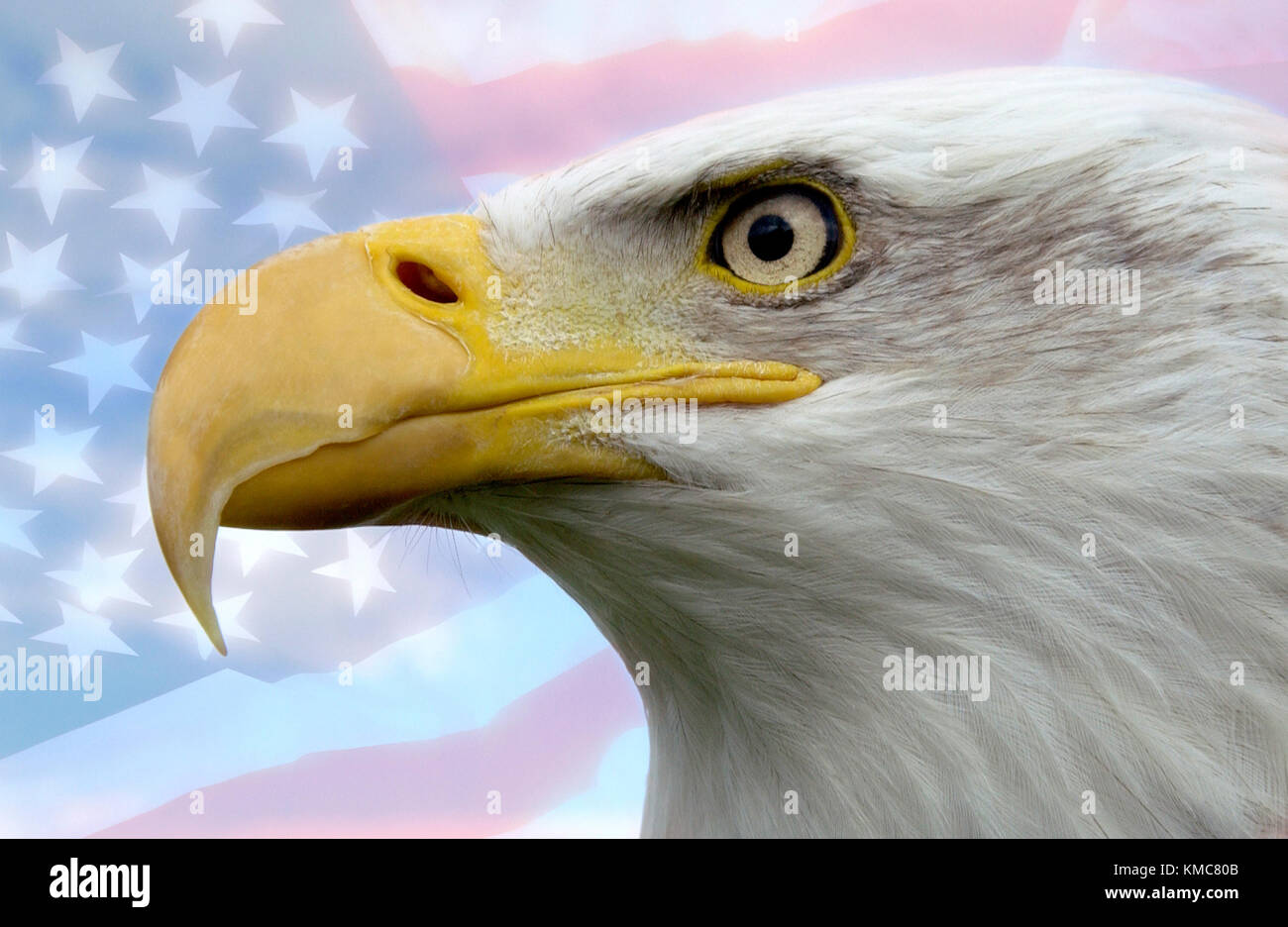 Pygargue à tête blanche d'Amérique du Nord - symbole patriotique des États-Unis d'Amérique Banque D'Images