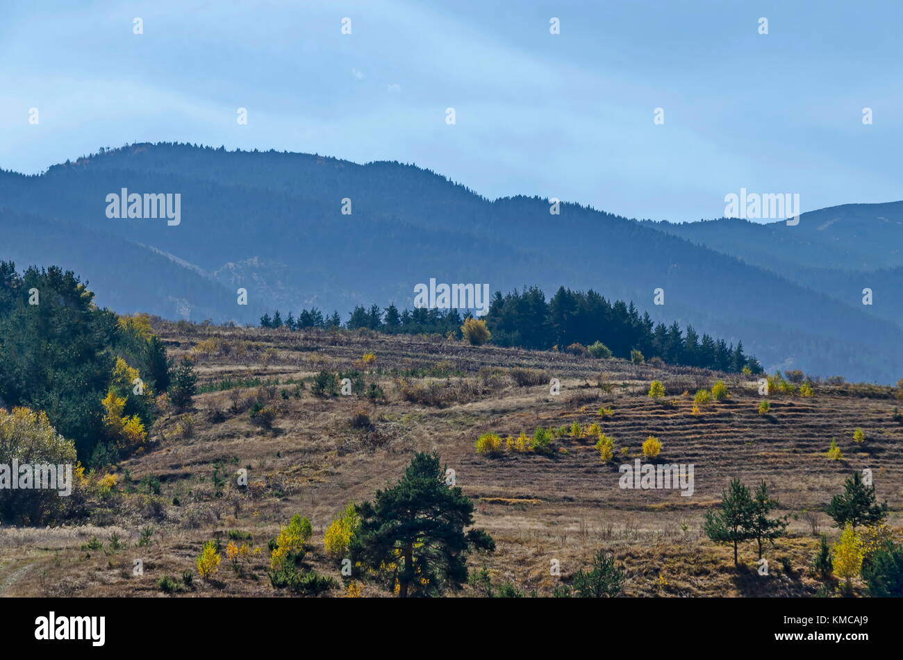 Paysage de montagne avec différemment des arbres dans la forêt d'automne vénérable et glade, montagne de Rila, Bulgarie Banque D'Images